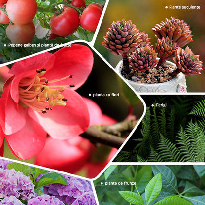 EverGreenGrow™ | Hrănește-ți grădina, semănează viitorul: strălucire cu eliberare lentă în fiecare tabletă! (11+11 GRATUIT)